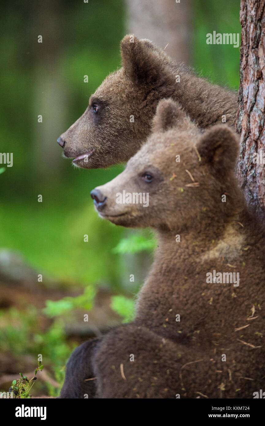 Cubs of Brown bear (Ursus Arctos Arctos) in the summer forest. Natural green Background Stock Photo