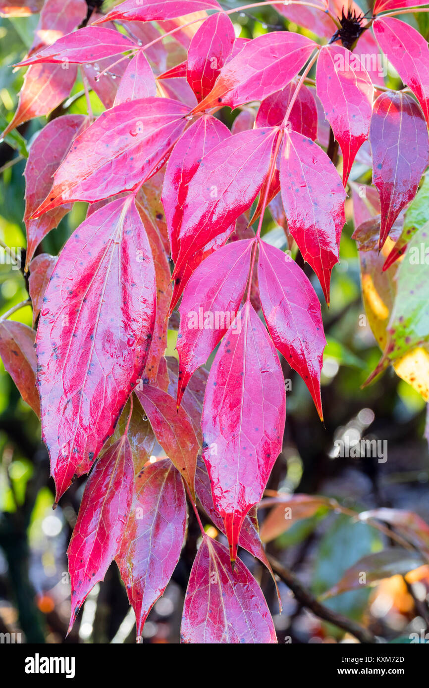 Winter red evergreen leaves of the slow growing hardy shrub, Mahonia gracilipes Stock Photo