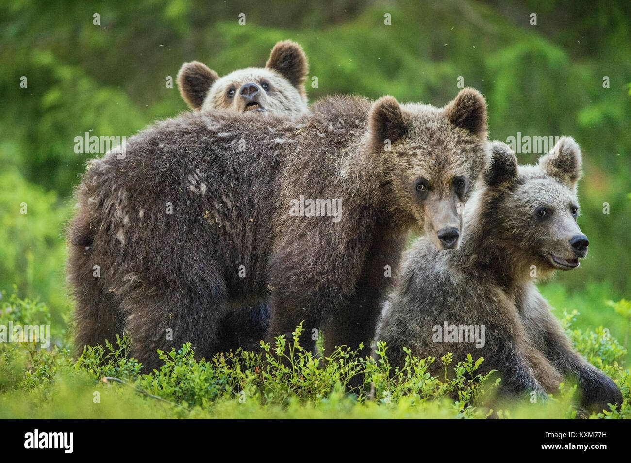 Cubs of Brown bear (Ursus Arctos Arctos) in the summer forest. Natural green Background Stock Photo