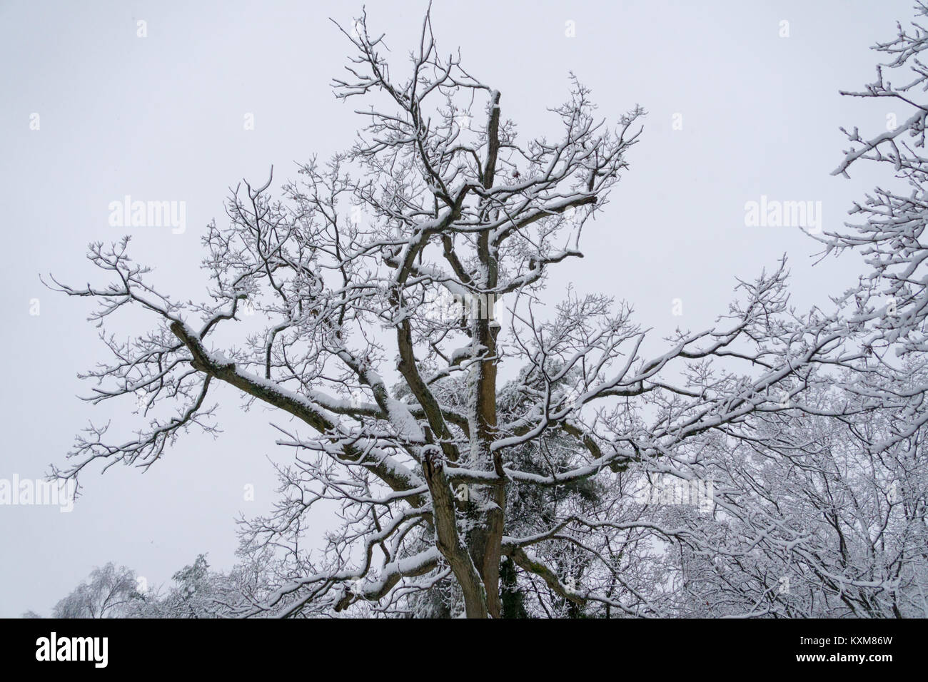 Snowy tree in Burnham Beeches, Farnham Common Featuring Atmosphere