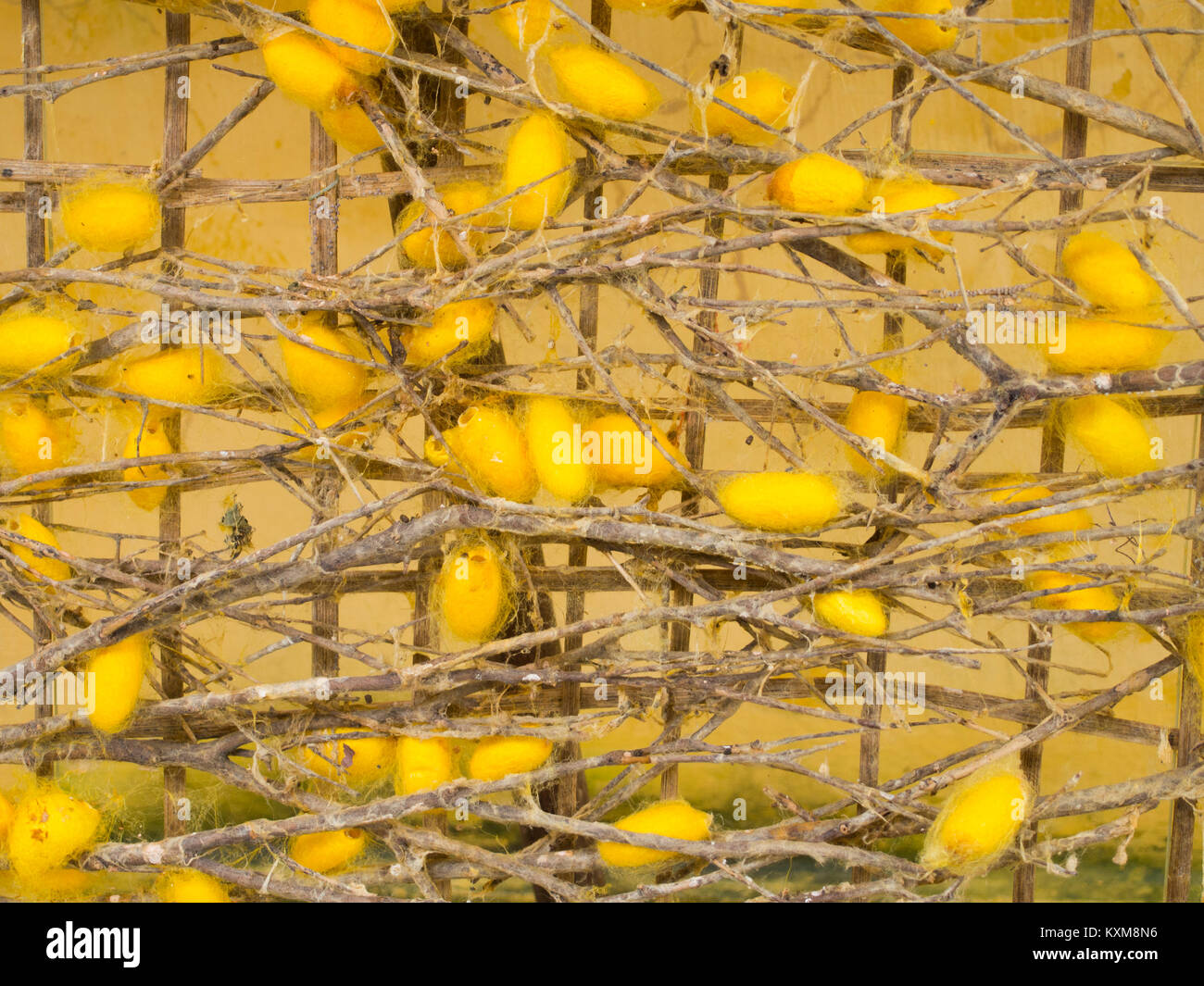 chrysalis yellow silkworm cocoons in nests Stock Photo