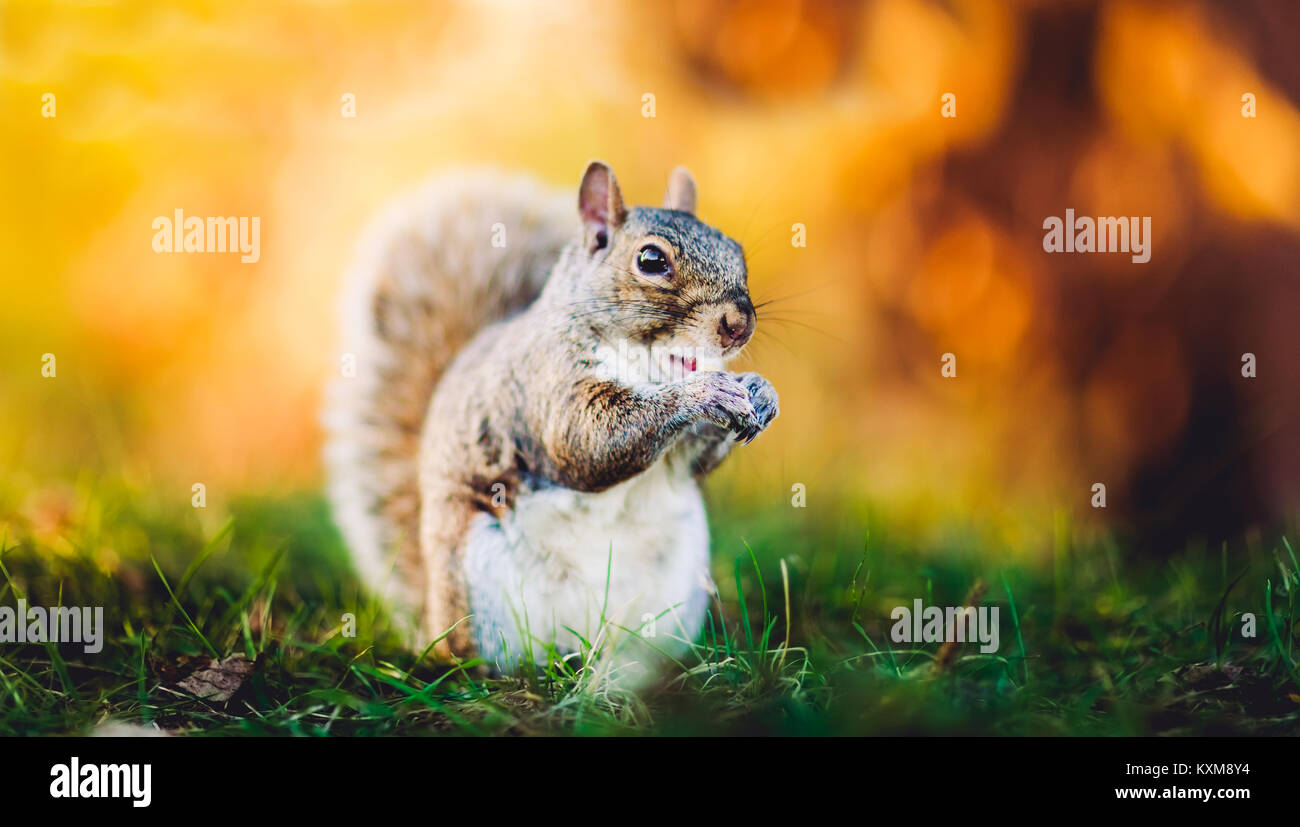 Squirrel on yellow background and green grass. Squirrel in the fall season poses for an great portrait. Squirrel savors solitude. Stock Photo