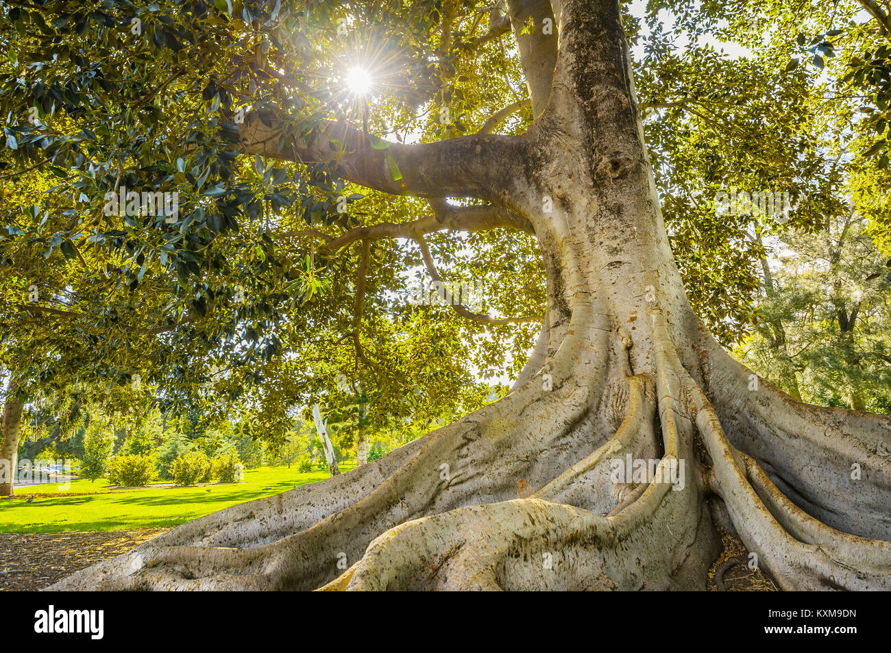 Giant Fig Tree in the Botanical Gardens of Adelaide. Stock Photo