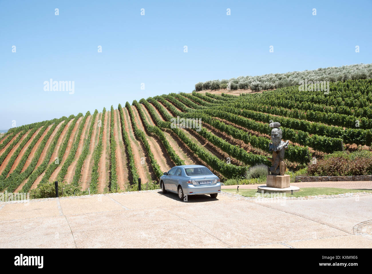 Stellenbosch Western Cape South Africa. December 2017. The Tokara vineyard and car parking area. Stock Photo