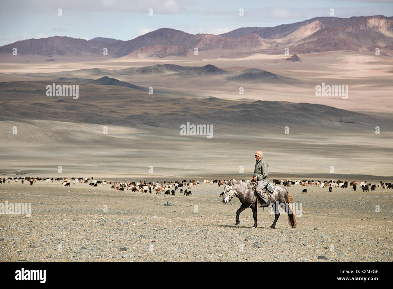 Why do the Mongols paint the horns of animals 20 Why do the Mongols paint the horns of animals 83