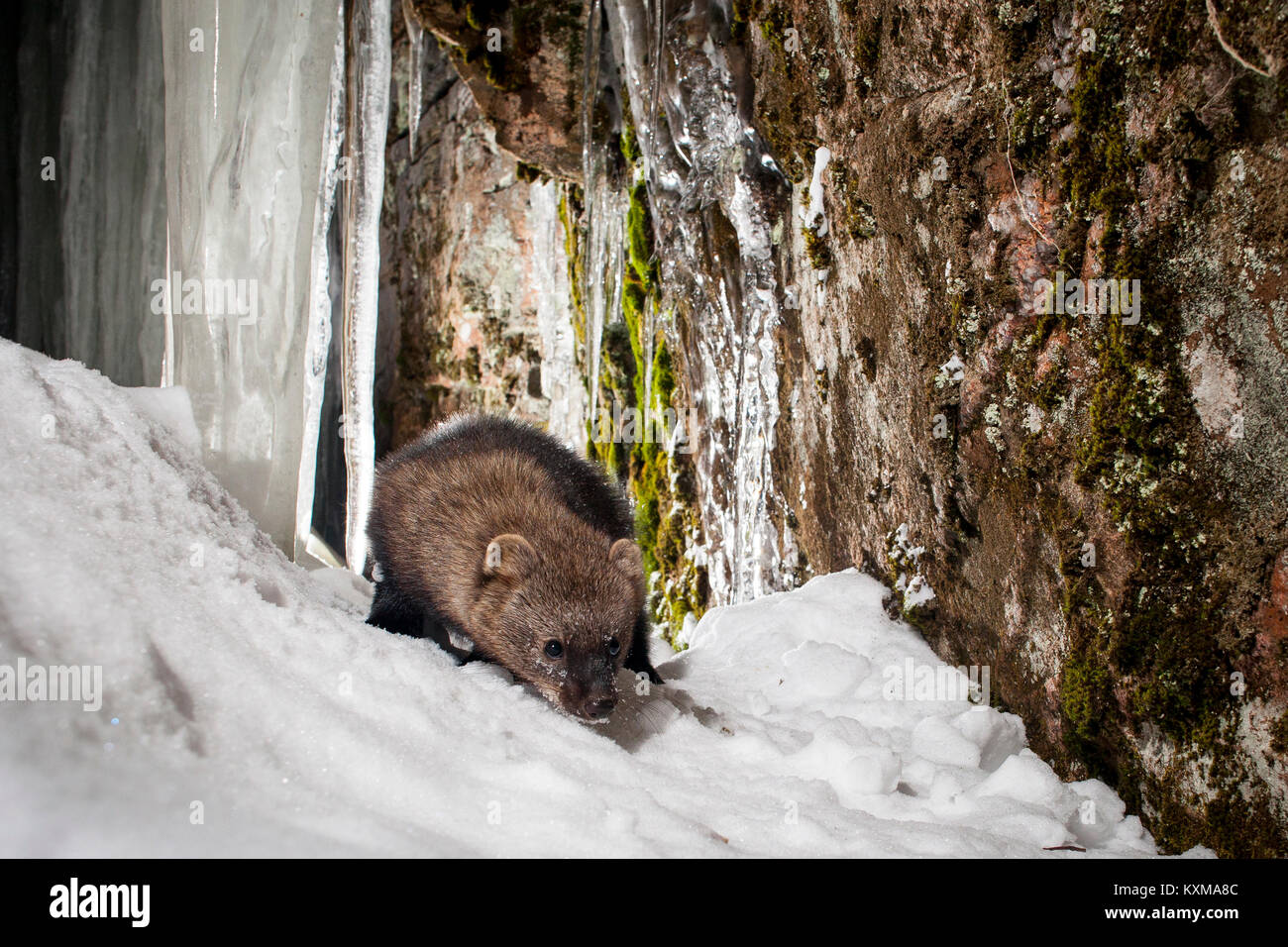 MAYNOOTH, HASTINGS HIGHLANDS, ONTARIO, CANADA - January 10, 2018: A fisher (Martes Pennanti), part of the weasel family / Mustelidae forages for food. Stock Photo