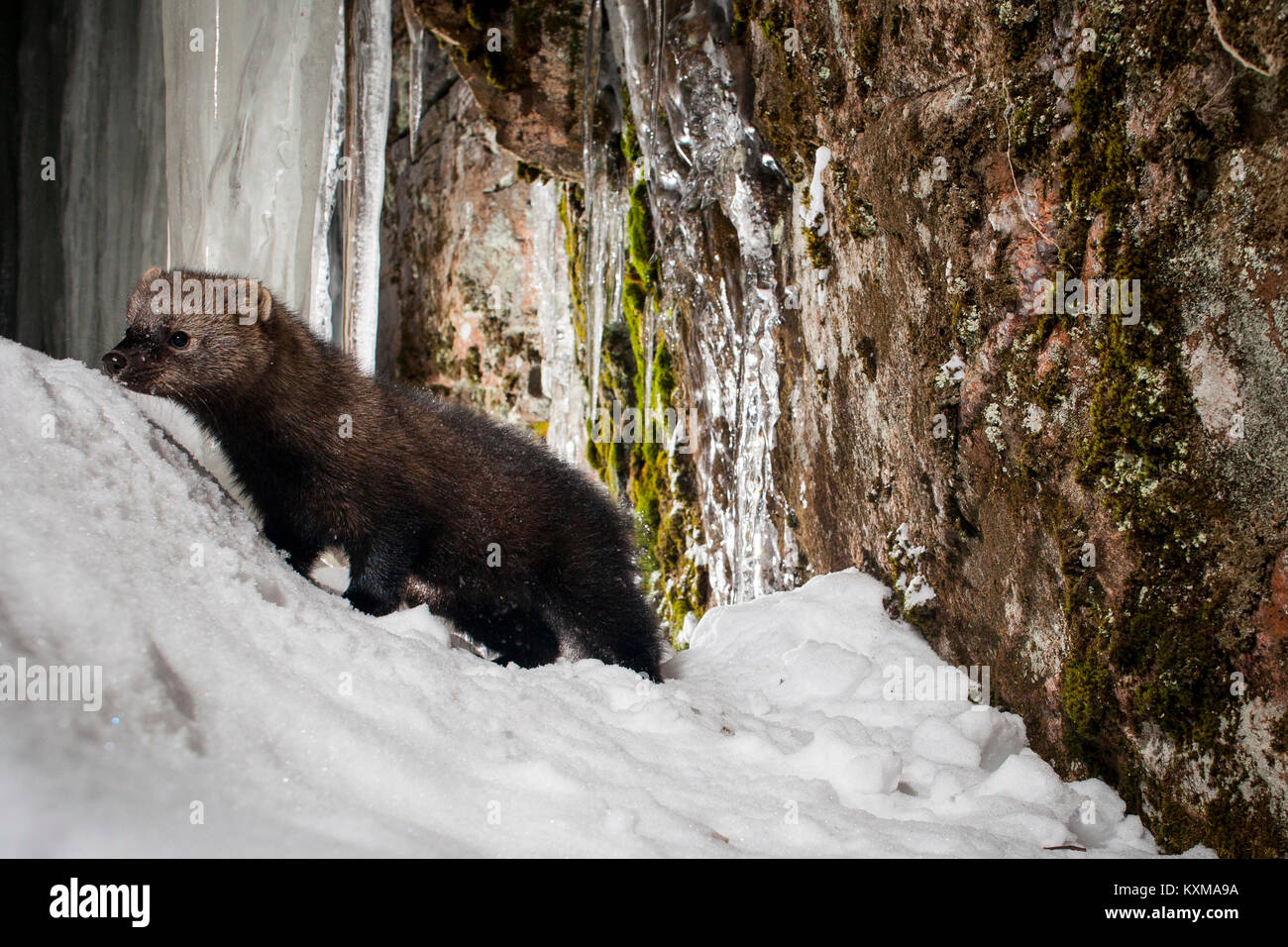 MAYNOOTH, HASTINGS HIGHLANDS, ONTARIO, CANADA - January 10, 2018: A fisher (Martes Pennanti), part of the weasel family / Mustelidae forages for food. Stock Photo
