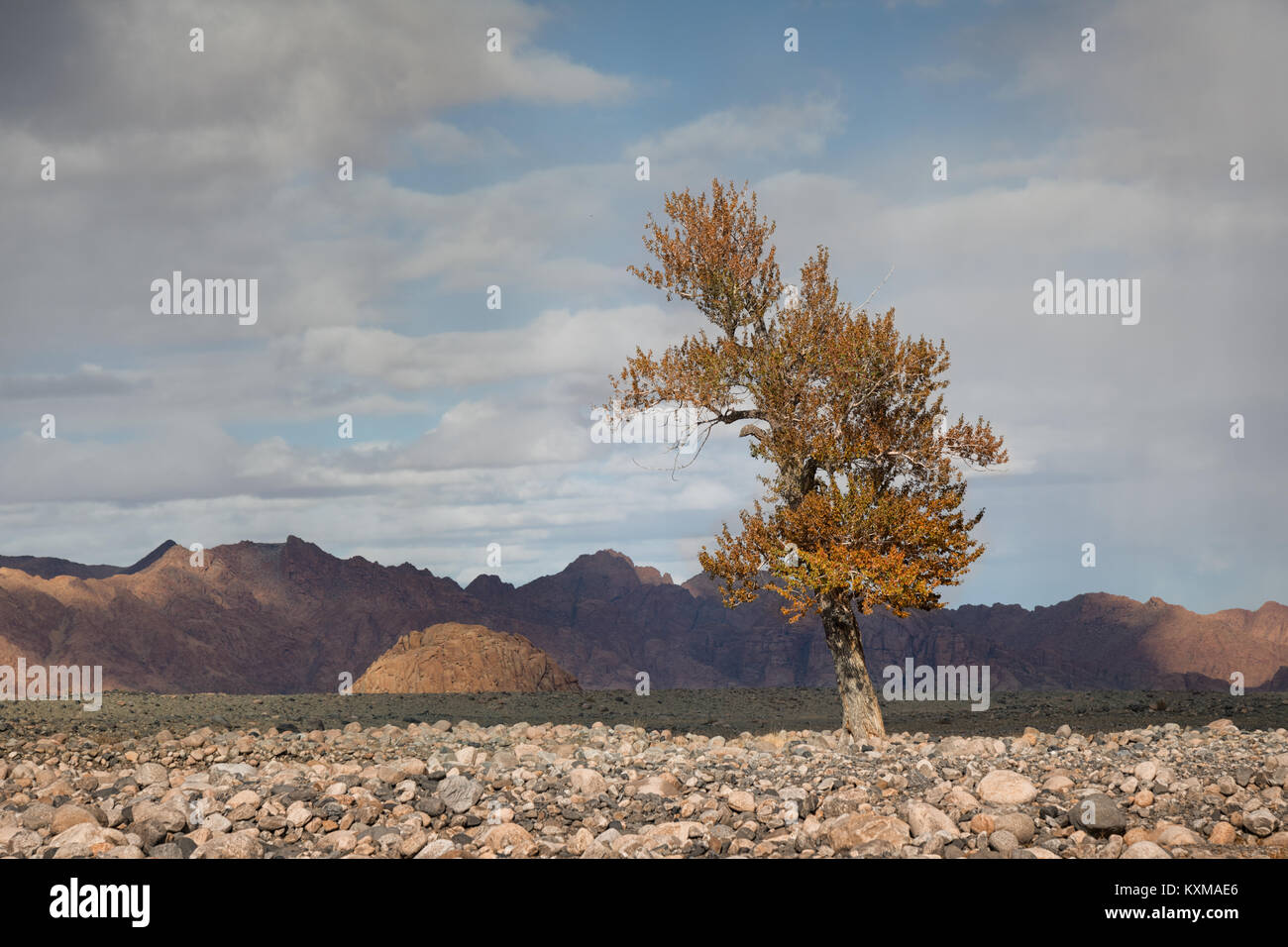 Mongolia yellow leafs tree fall landscape river bank Stock Photo