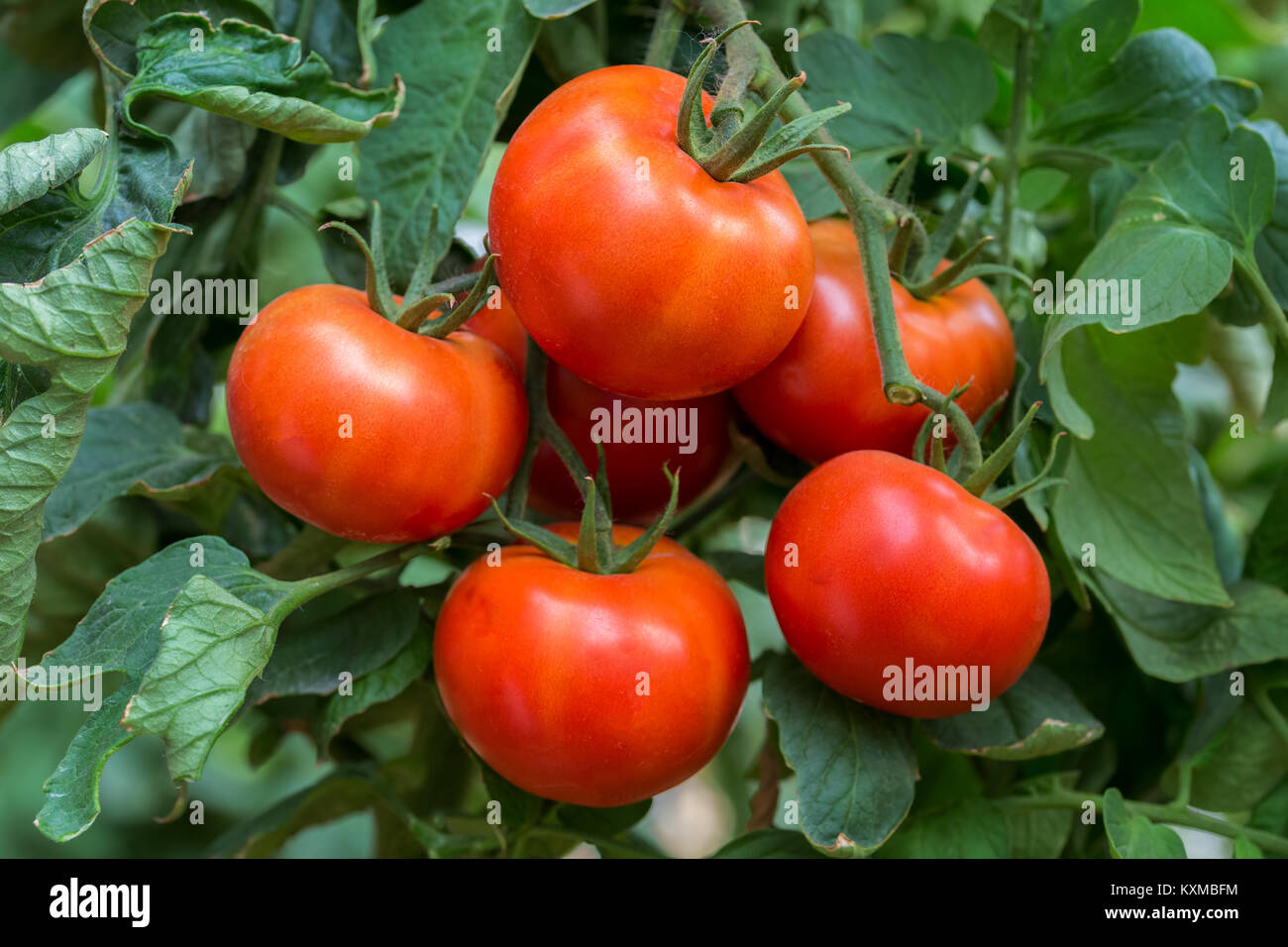 Freshly red tomatoes indeterminate growing in a plastic tunnel under natural conditions and light. Stock Photo