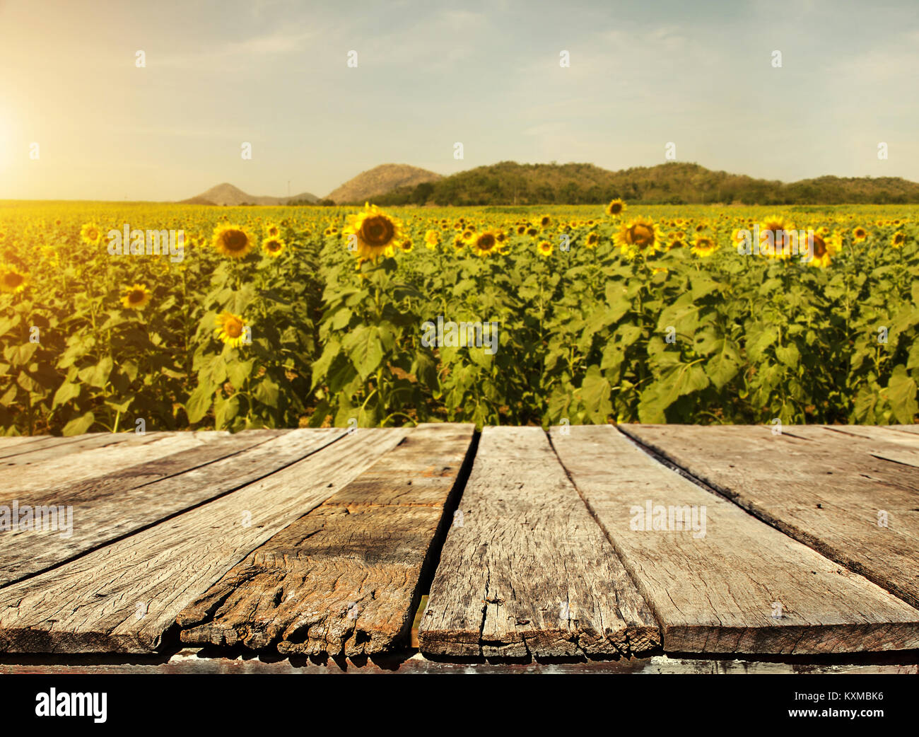 Empty wooden plank with Sunflower field background Stock Photo