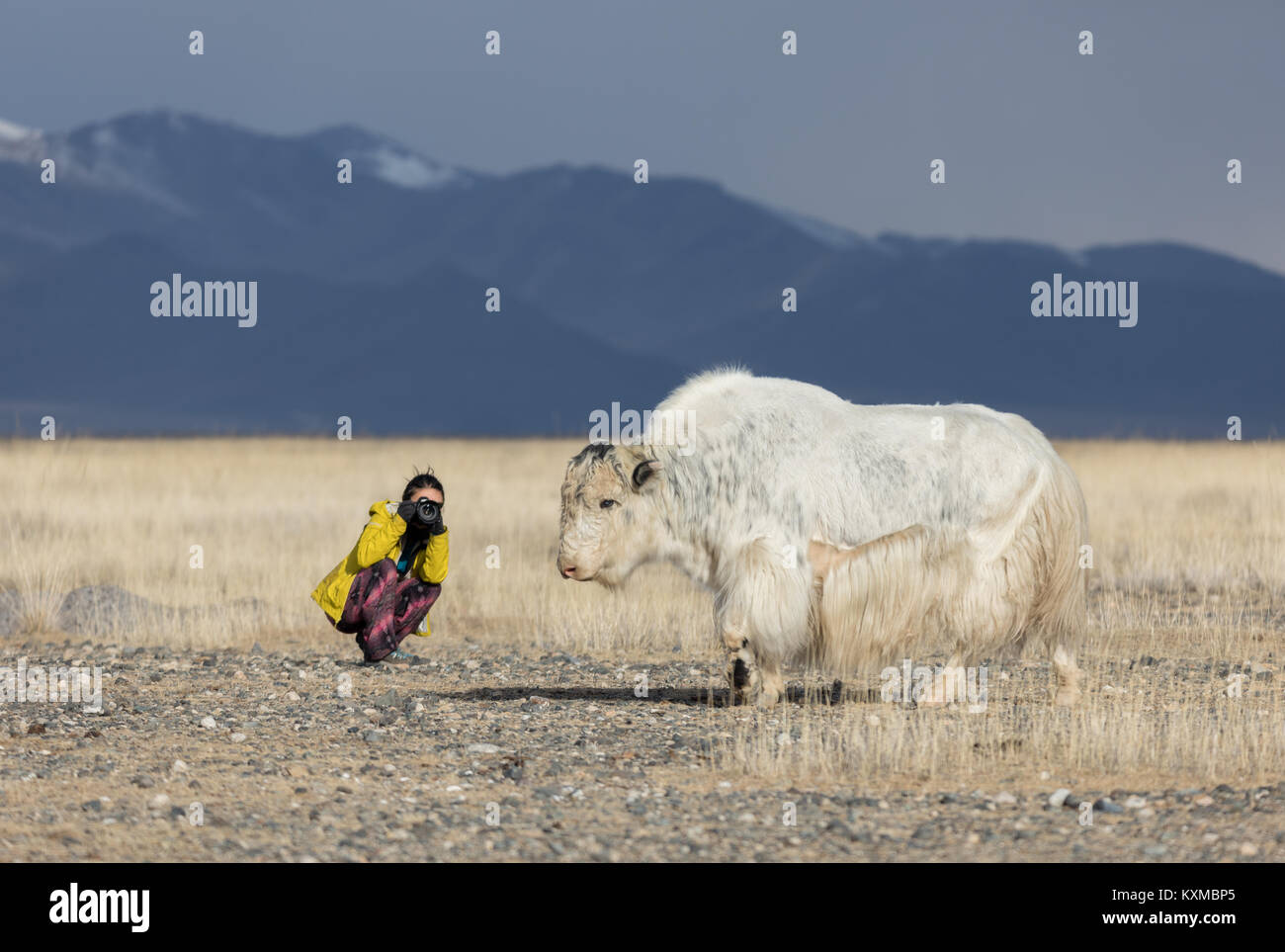 Girl takes pictures white yak Mongolia steppes grasslands plains winter Mongolian cow bull Stock Photo