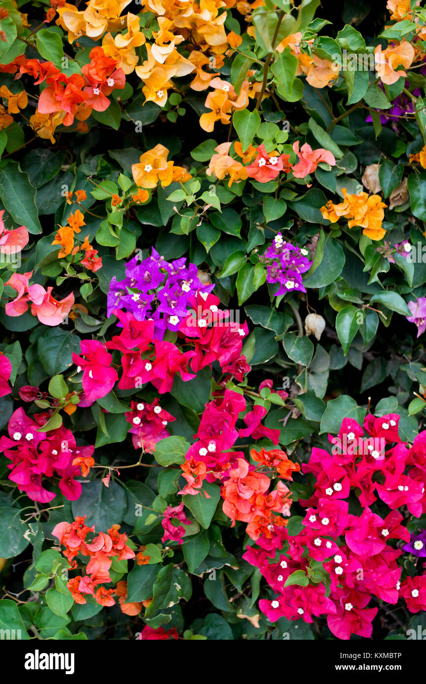 Bougainvillea flowers, Lanzarote, Canary Islands, Spain. Stock Photo