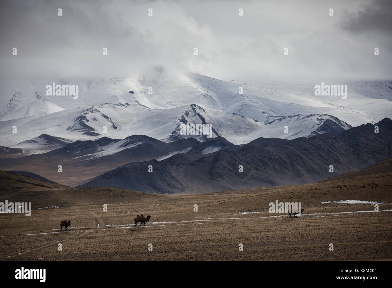 Mongolian grasslands camels hi-res stock photography and images - Alamy