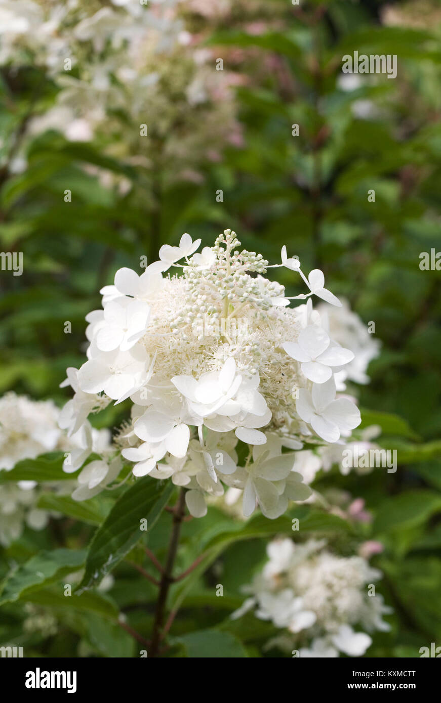 Hydrangea paniculata 'Dolly'. Stock Photo