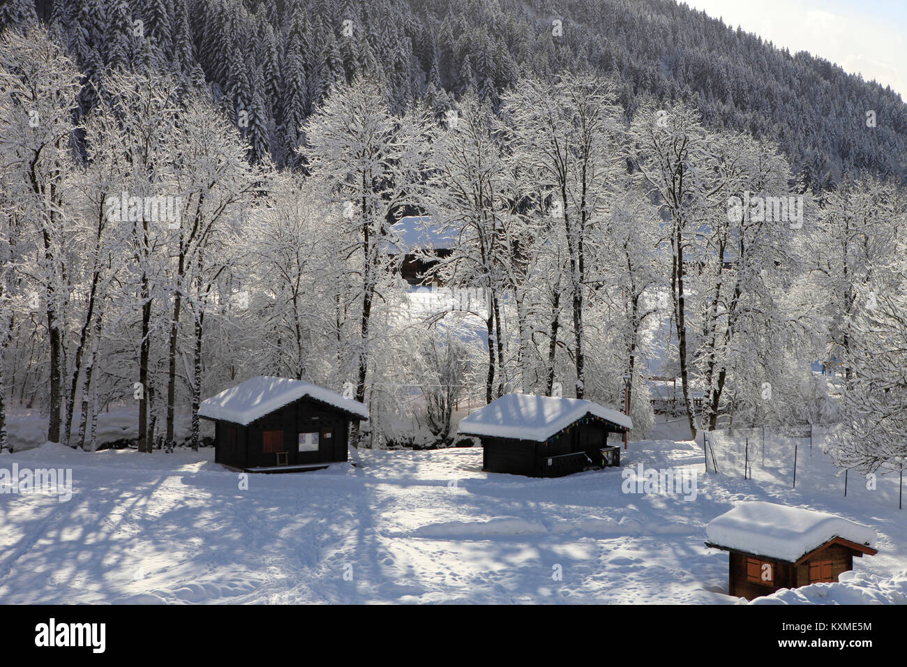Snow covered trees along riverside, Le Grand Bornand, Haute Savoie ...