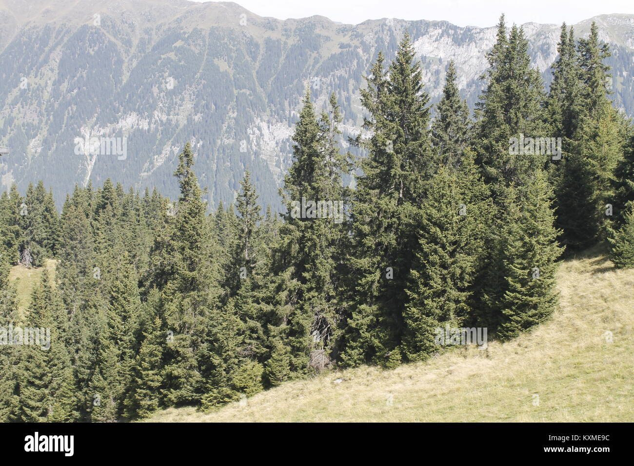 woods in the alpine mountains Stock Photo - Alamy