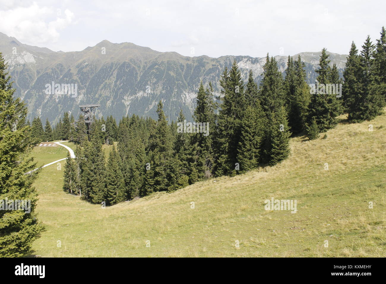 woods in the alpine mountains Stock Photo - Alamy