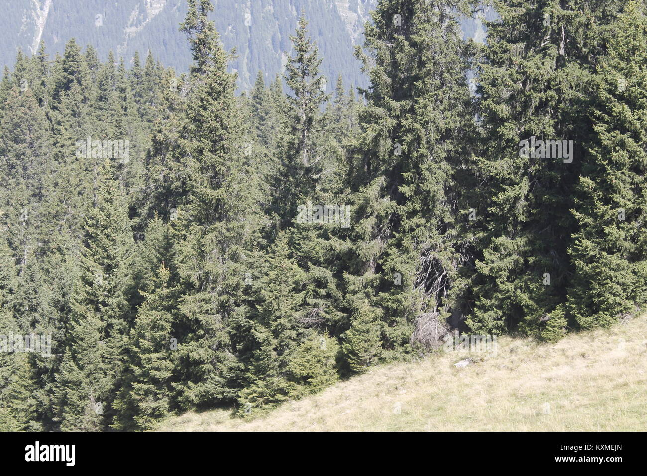 woods in the alpine mountains Stock Photo - Alamy