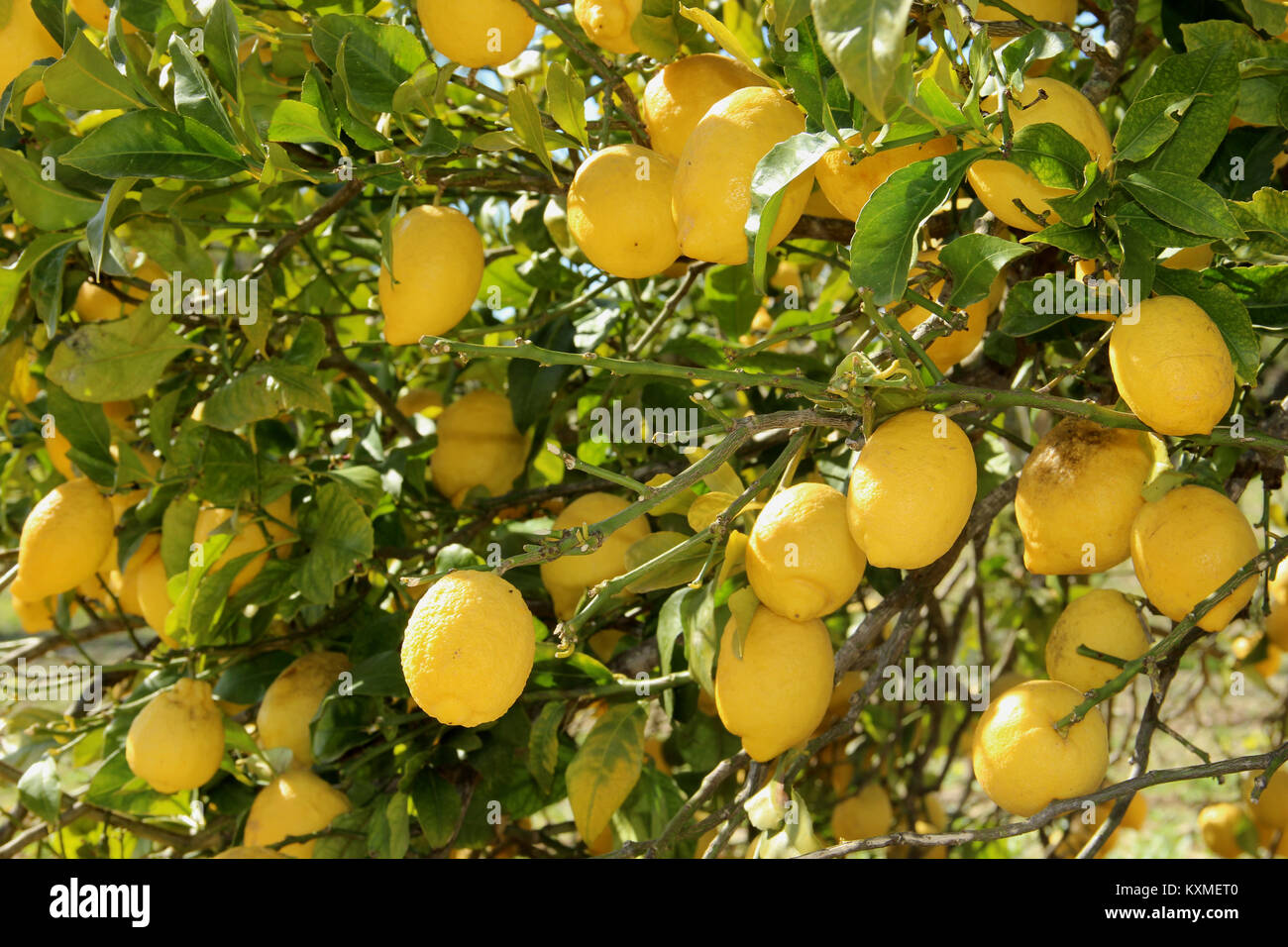 lemon tree Stock Photo