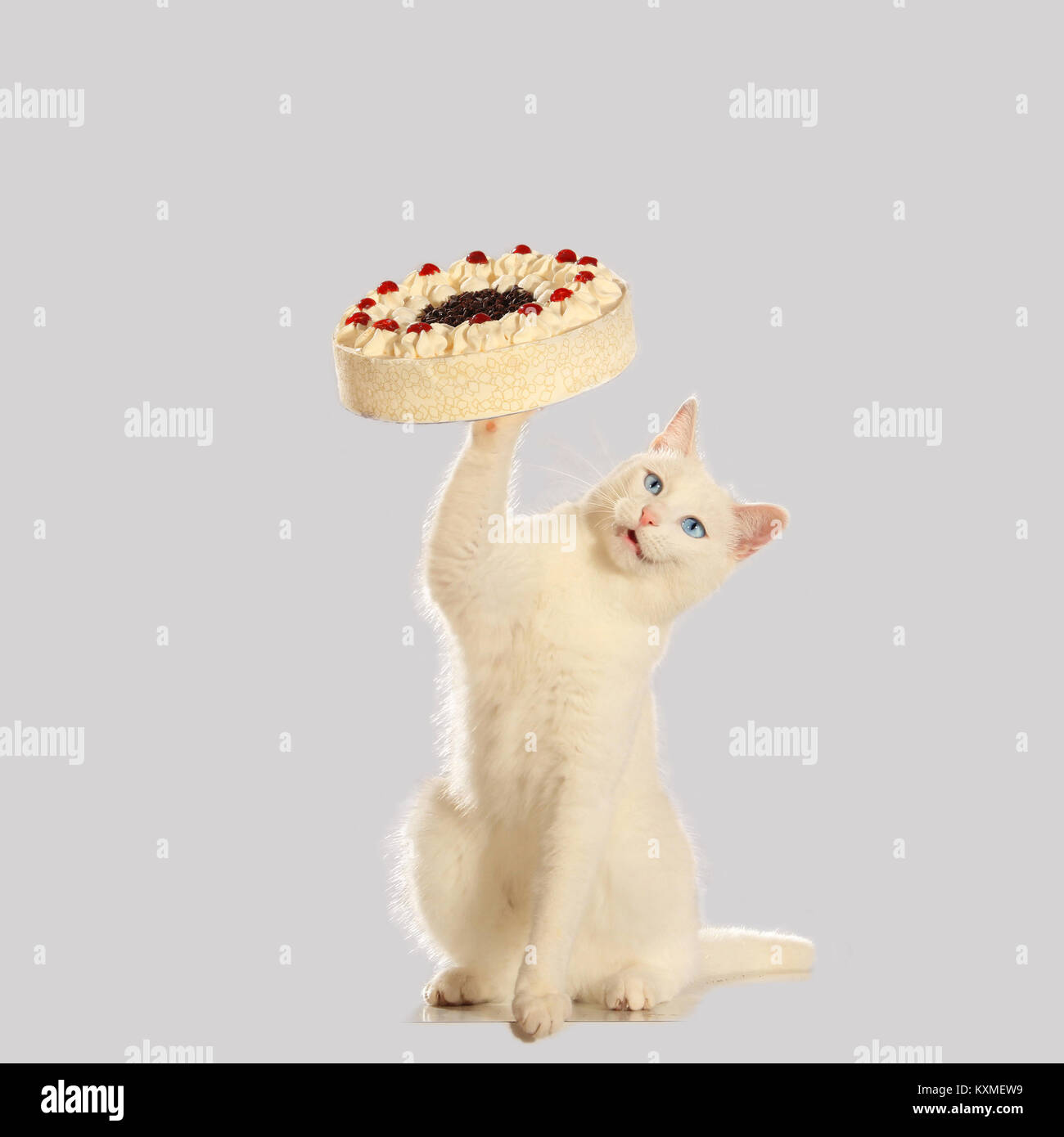 domestic cat, white, holding a cake Stock Photo