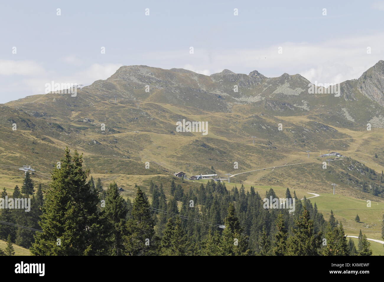 woods in the alpine mountains Stock Photo - Alamy