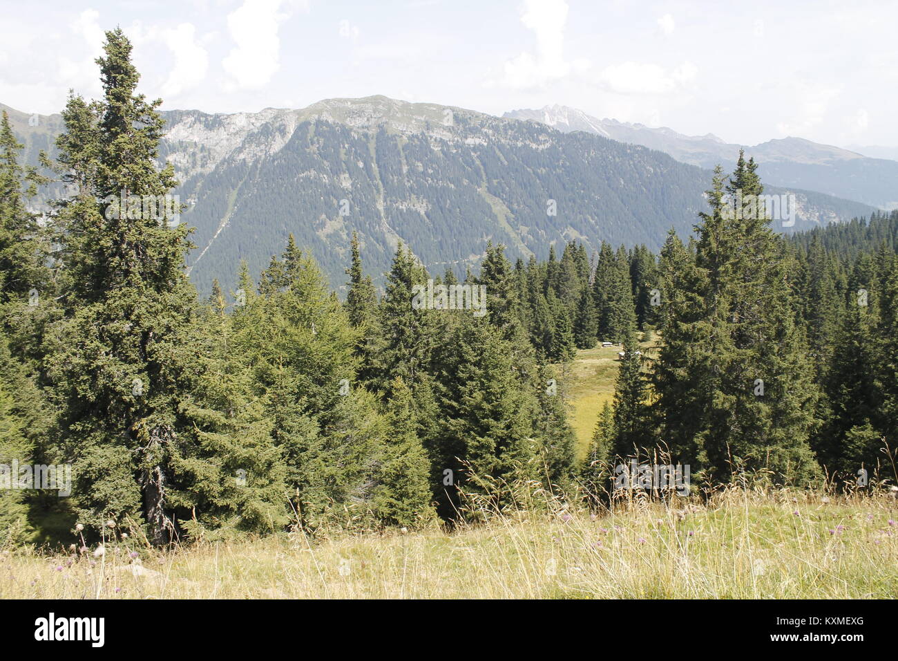 woods in the alpine mountains Stock Photo - Alamy