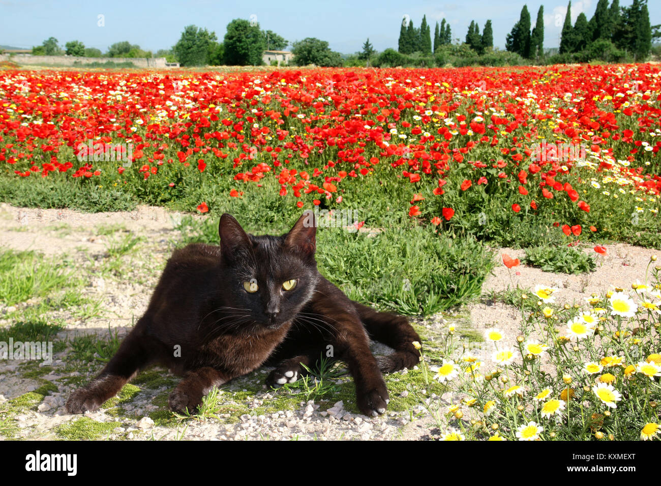 poppy cat mature model kent Poppy cat mature model kent