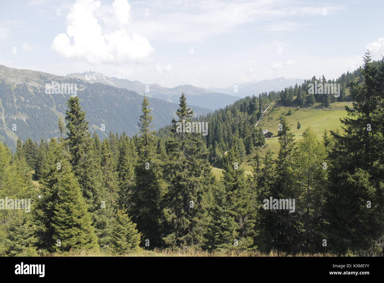 woods in the alpine mountains Stock Photo - Alamy