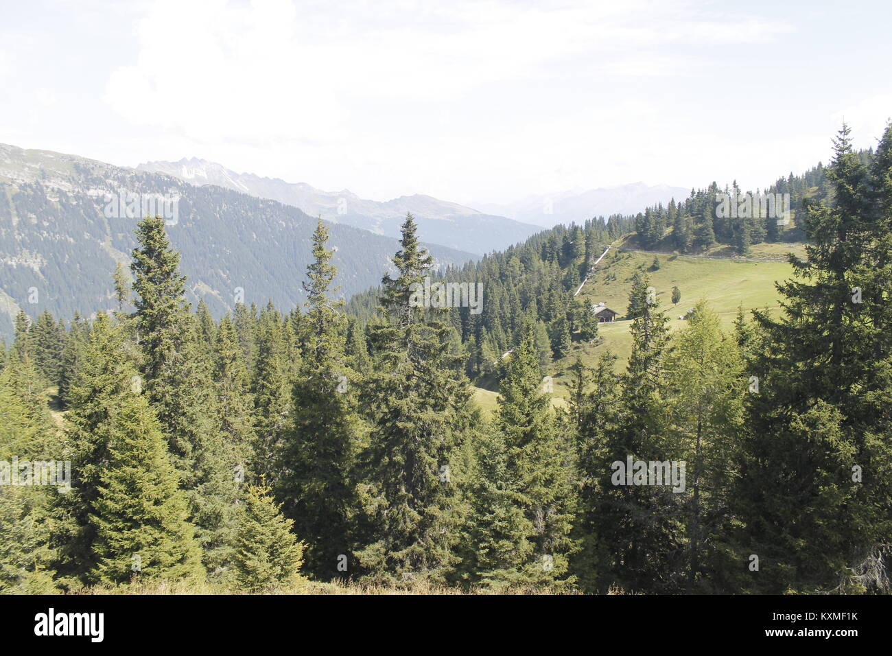 woods in the alpine mountains Stock Photo - Alamy