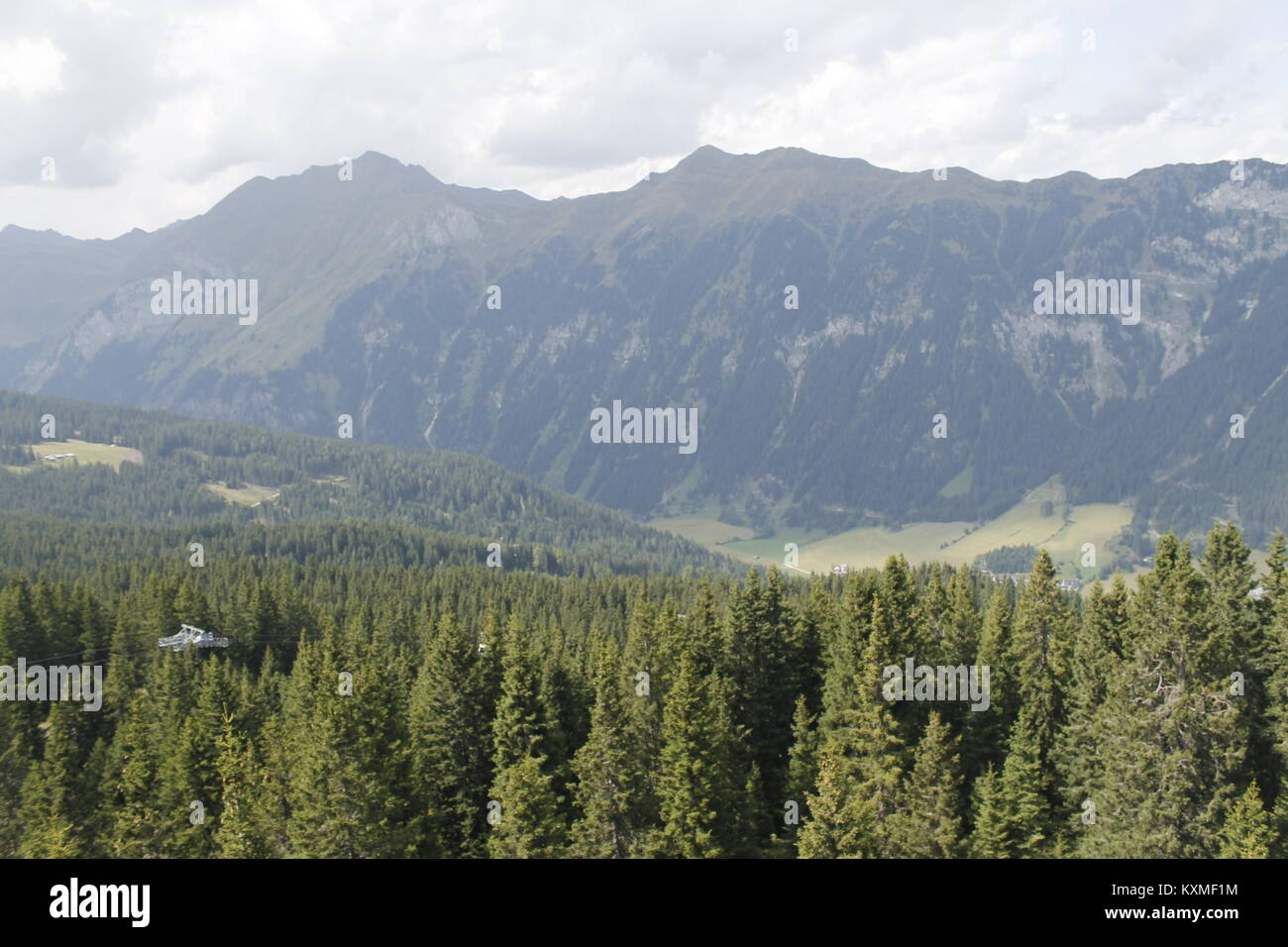 woods in the alpine mountains Stock Photo - Alamy