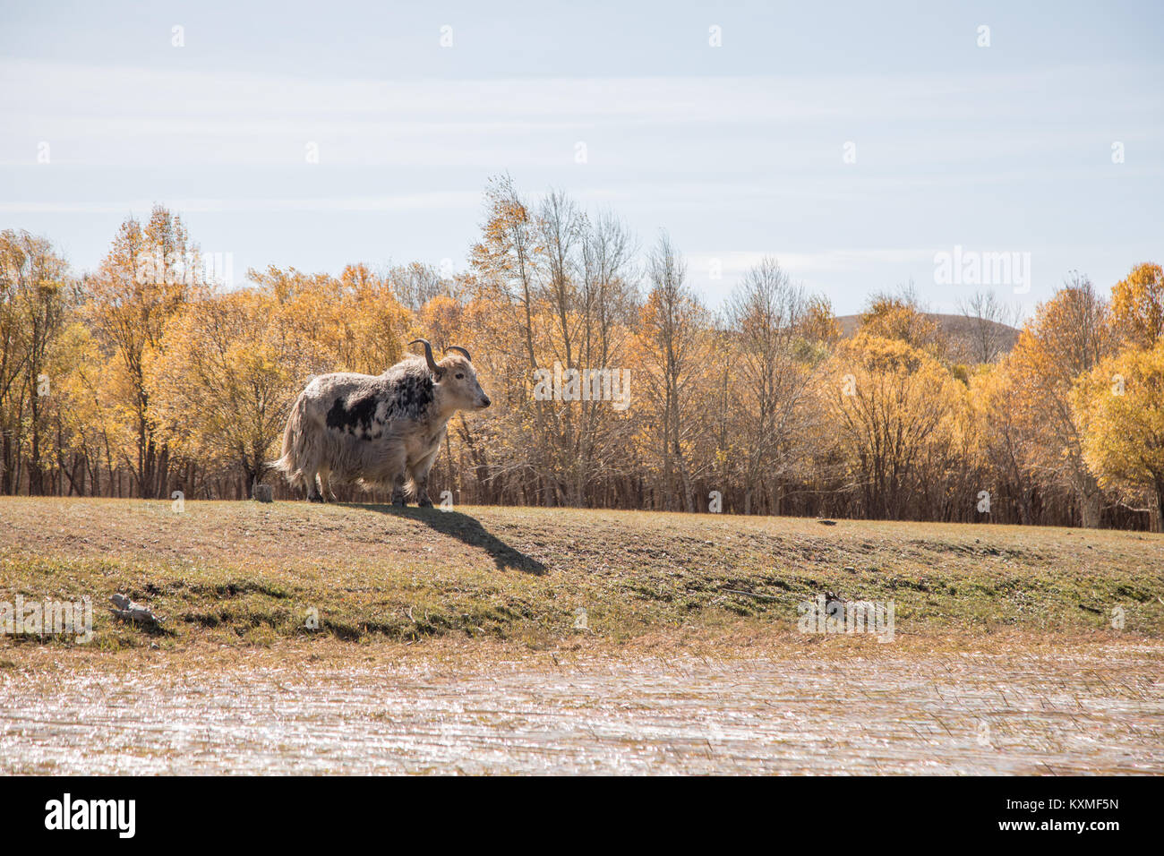 Black and white yak looking out next to swamp yellow leafs trees Mongolia Stock Photo