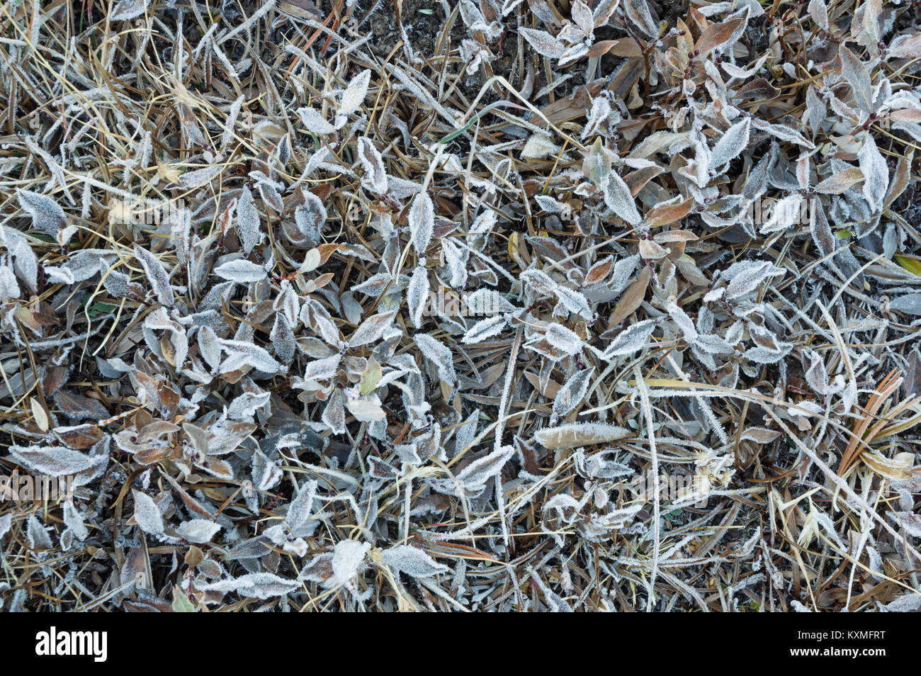 frost covered alpine meadow with frosty grass and other leaves Stock Photo