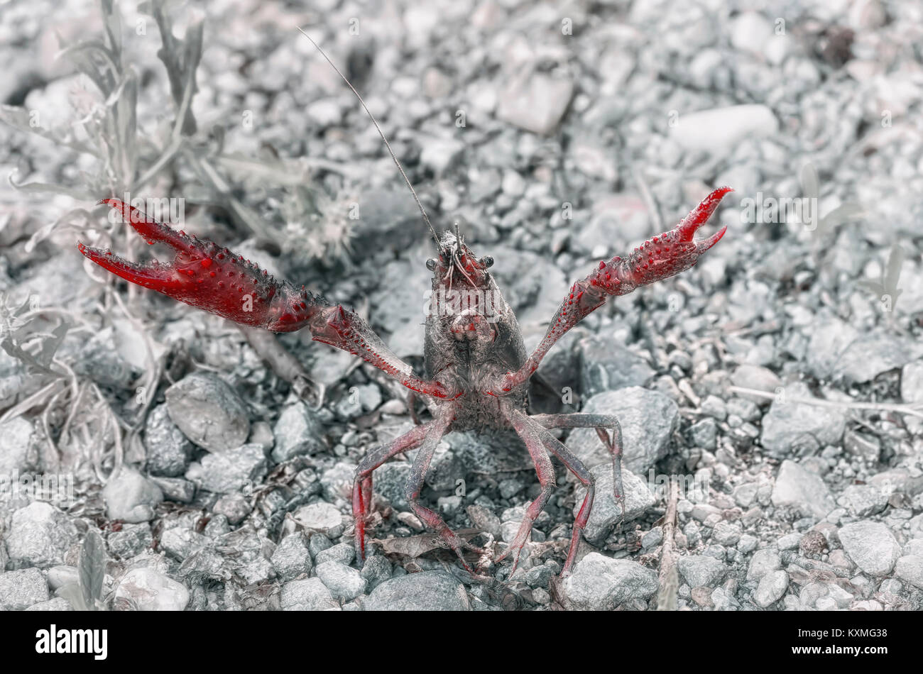 Procambarus clarkii. American crayfish in aggressive position with the pincers opened, over little stones of a road, near to the riverside. Red color  Stock Photo