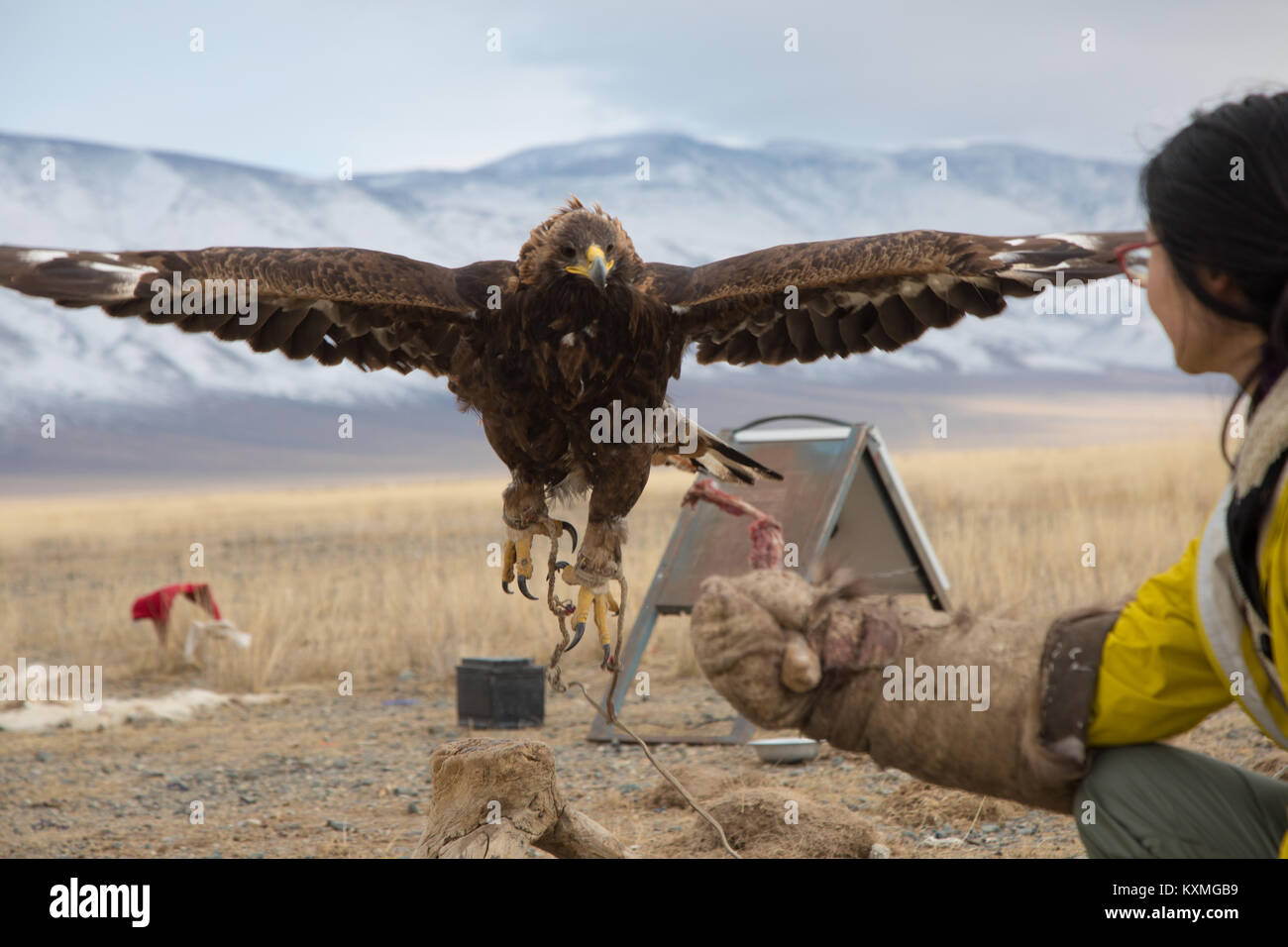 Girl calls golden eagle hunter with rabbit meat Mongolia Stock Photo
