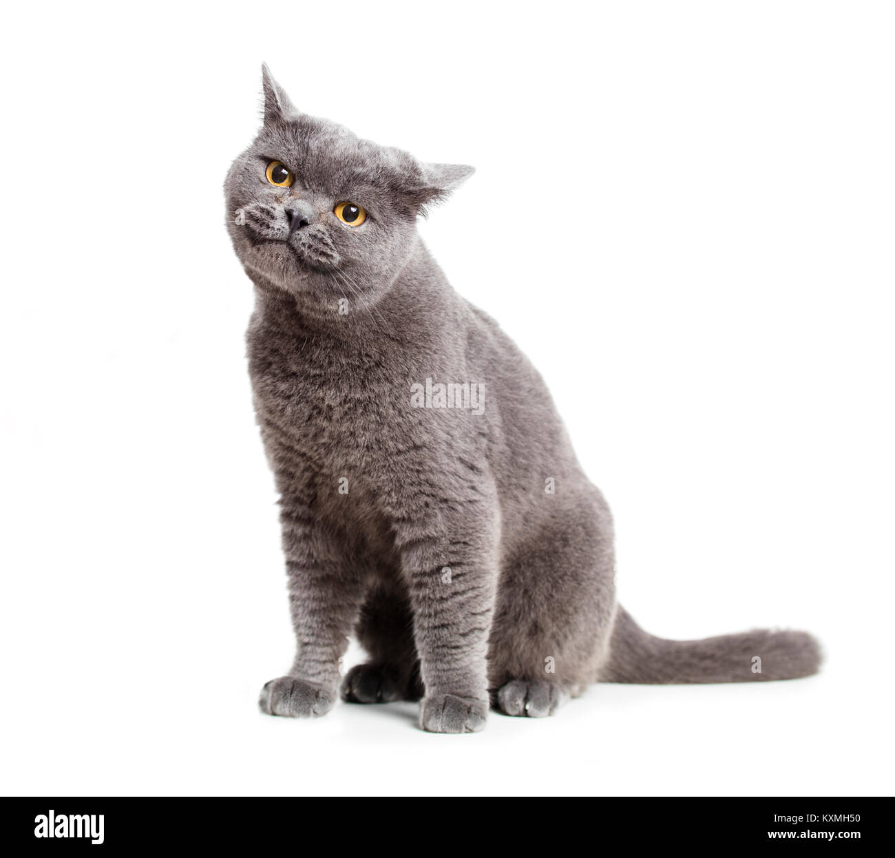 Smiling british hotsell shorthair cats