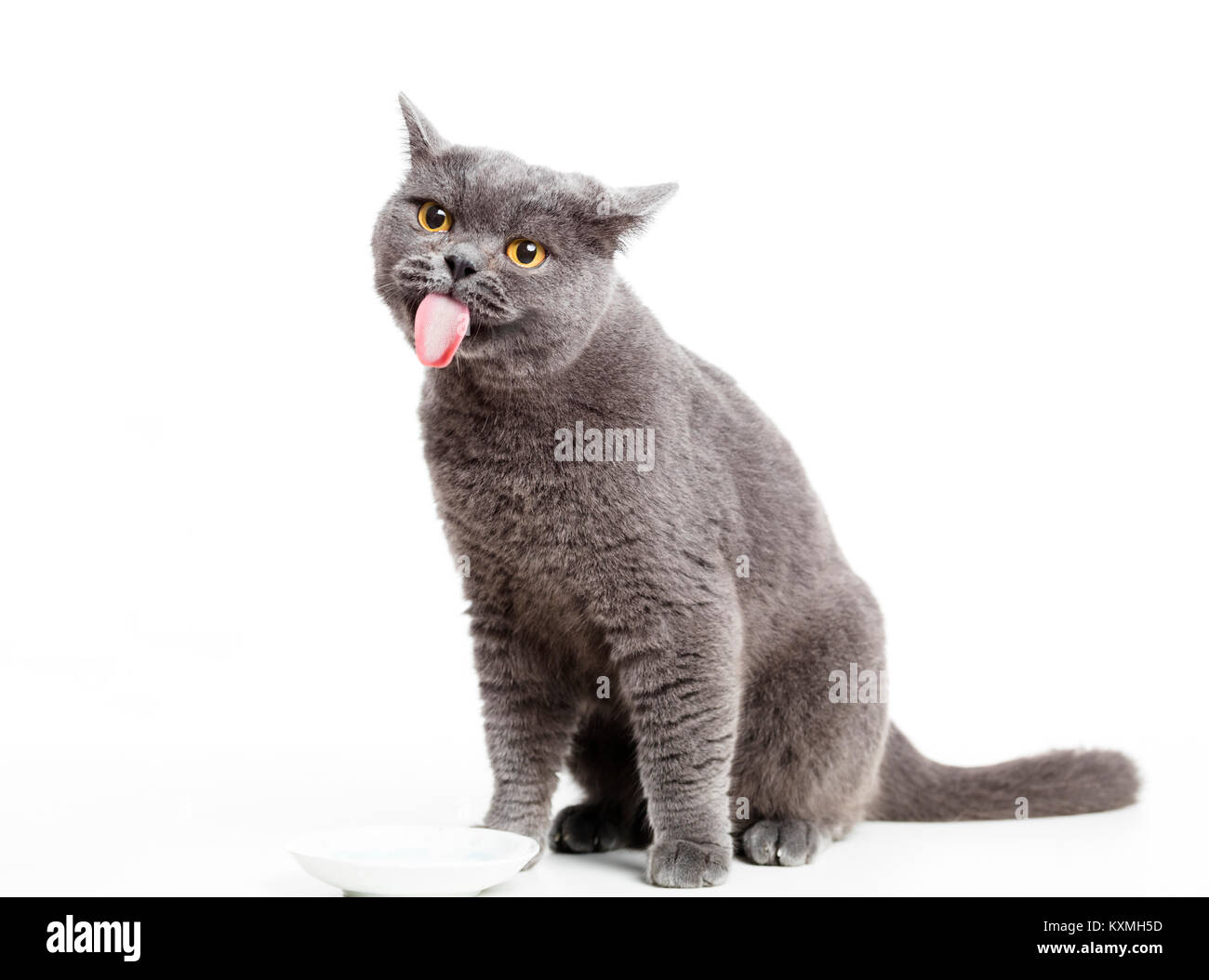 British gray cat licking her lips Stock Photo Alamy