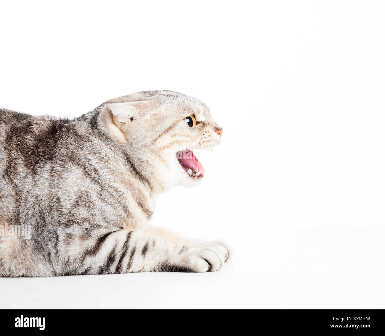 Angry cat isolated on white background Stock Photo