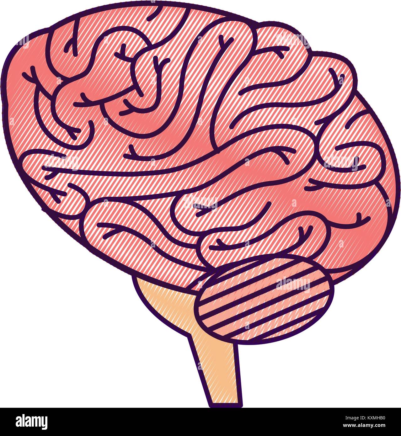 brain human isolated icon Stock Vector Image & Art - Alamy