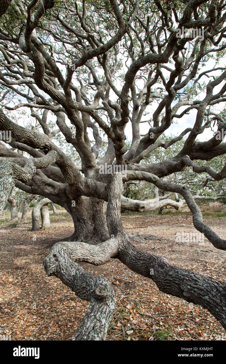 Coastal  Live Oak tree  'Quercus virginiana',  reaching branches. Stock Photo