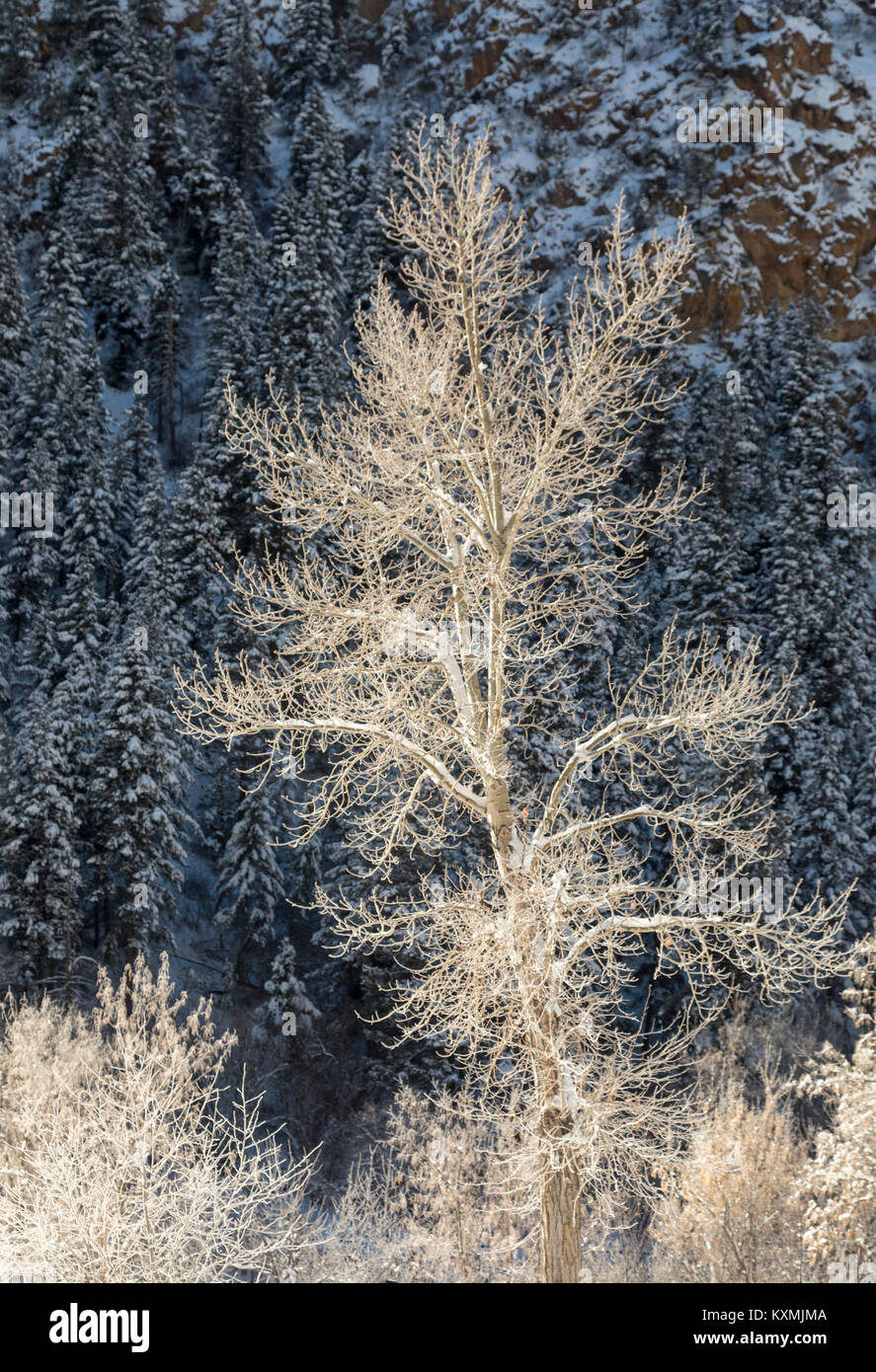 Snow in winter trees trees trees with nature cold landscape hires