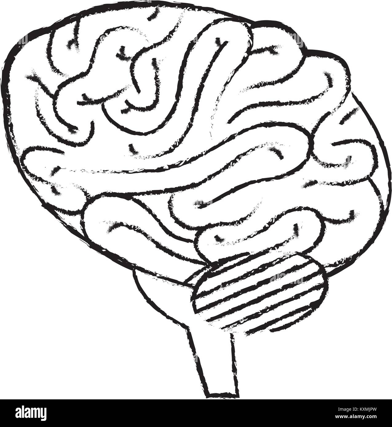 brain human isolated icon Stock Vector