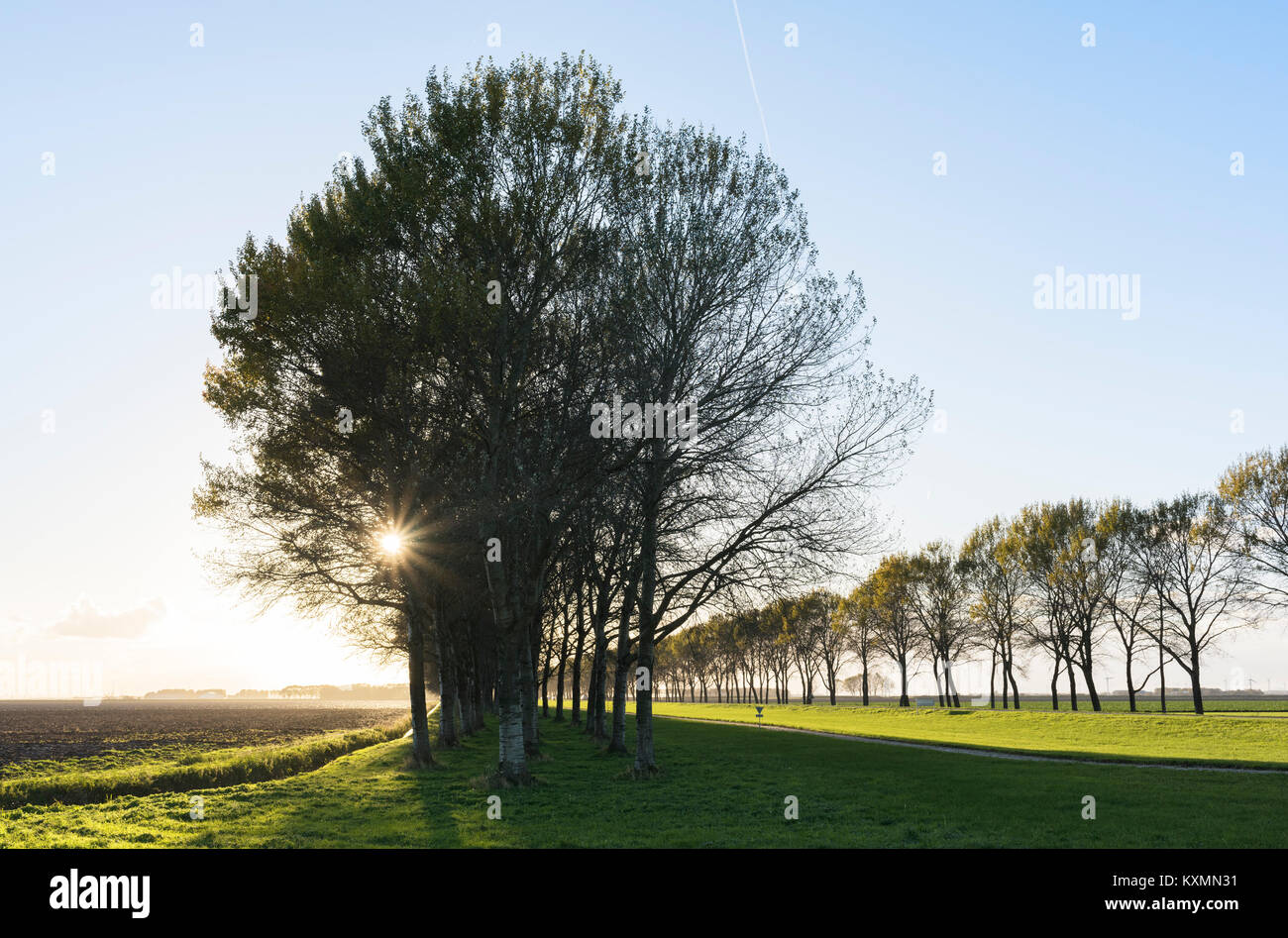 Rural tree lined road,Zeewolde,Flevoland,Netherlands,Europe Stock Photo