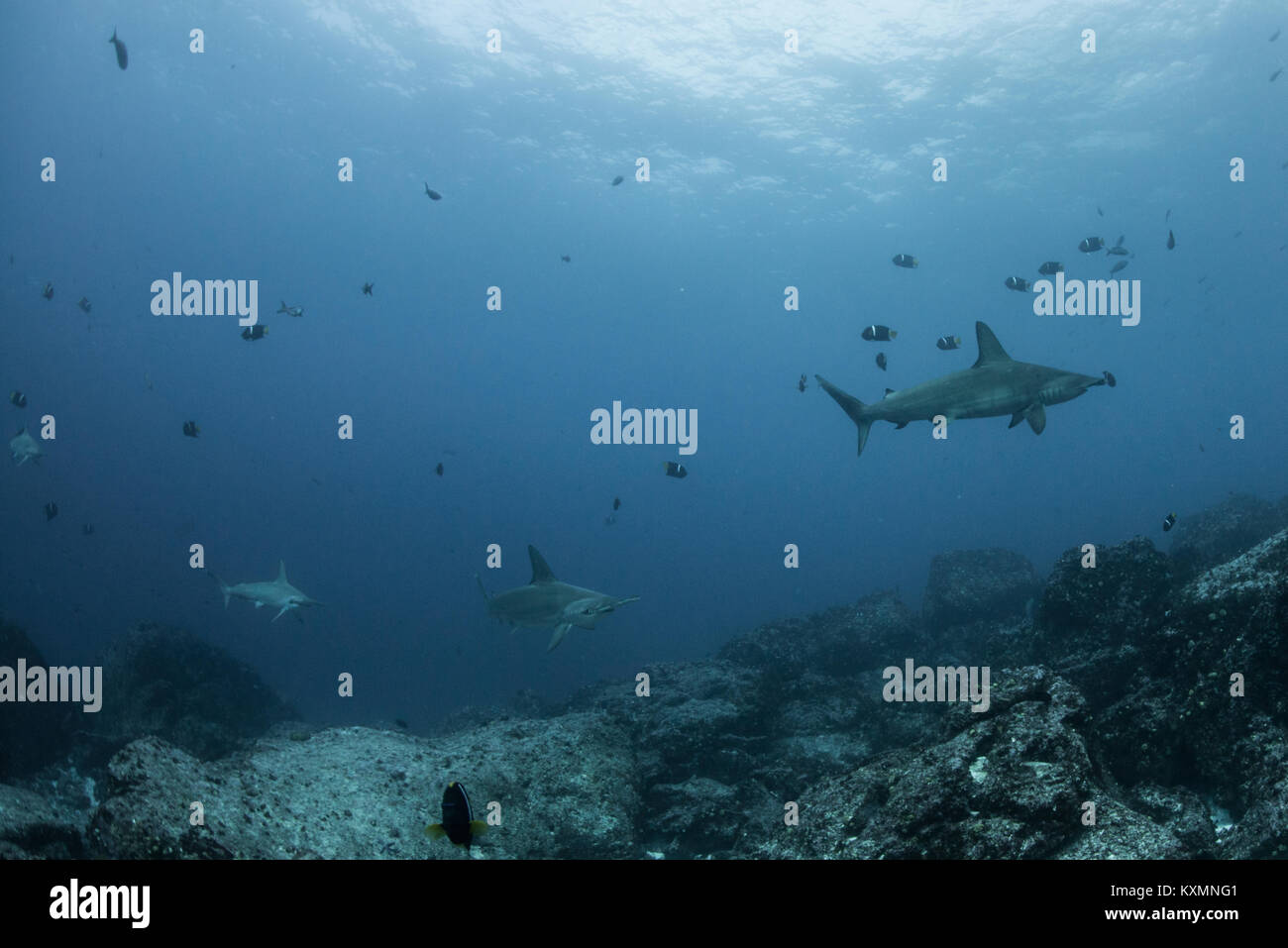 Sharks and fish by seabed,Seymour,Galapagos,Ecuador,South America Stock ...