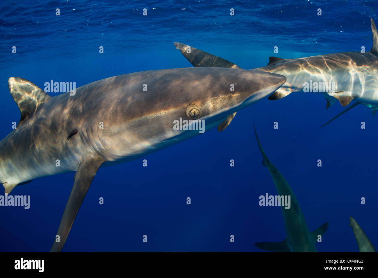 Underwater view of shark,Revillagigedo,Tamaulipas,Mexico,North America Stock Photo Alamy
