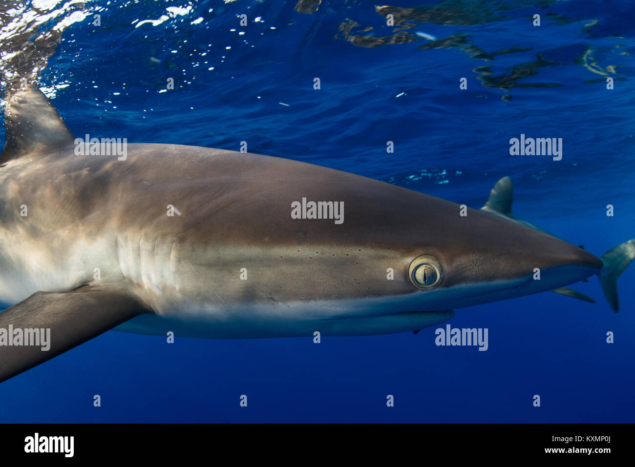 Underwater view of shark,Revillagigedo,Tamaulipas,Mexico,North America Stock Photo