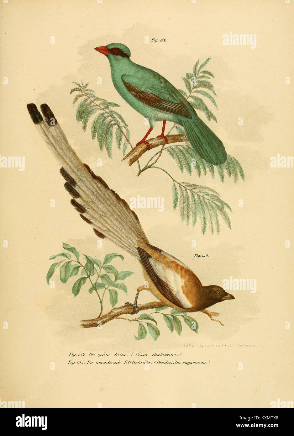 An illustration from the 'Bilder-Atlas zur Wissenschaftlich-populären ...