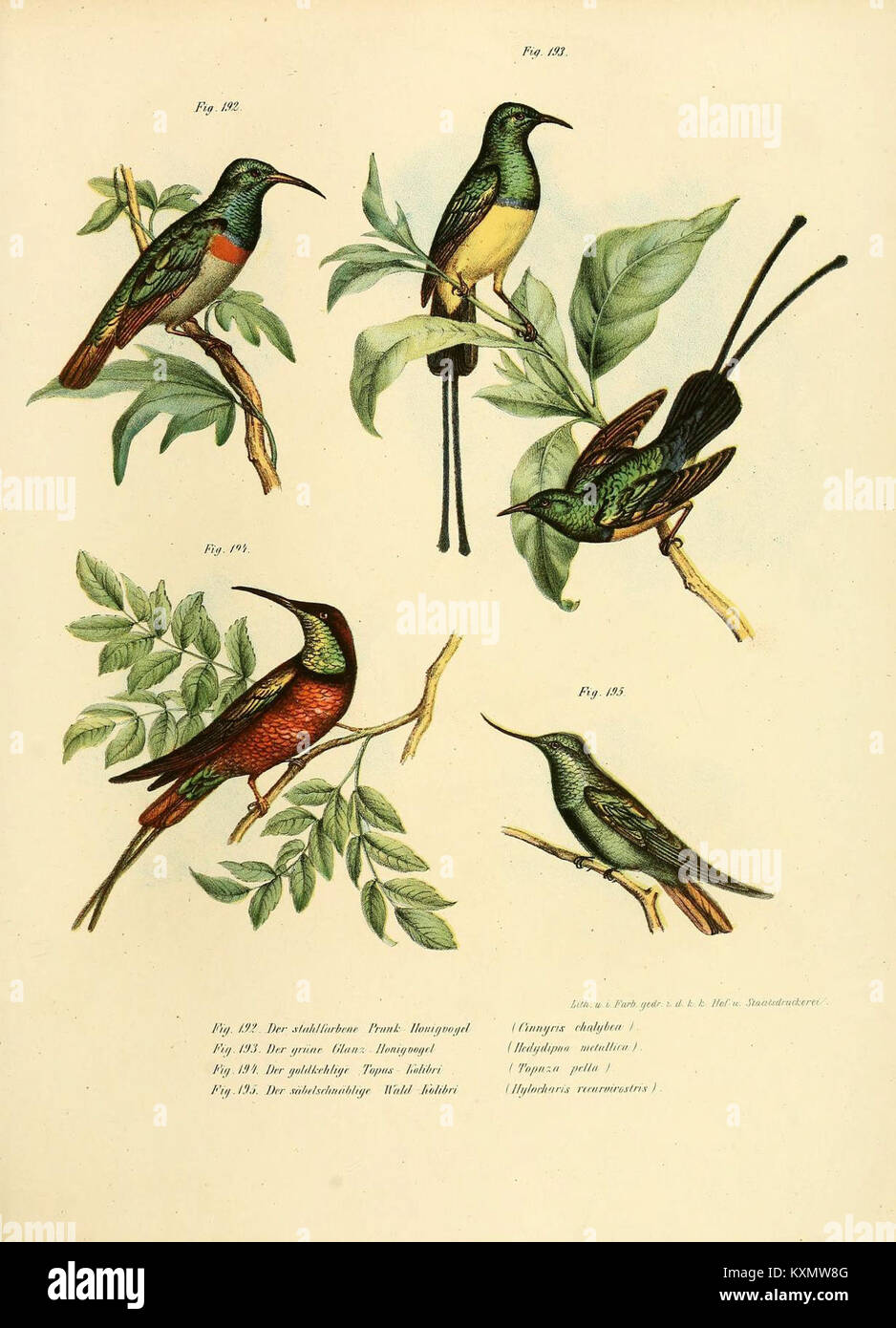 This illustrated atlas depicts birds in all main forms, showing ...