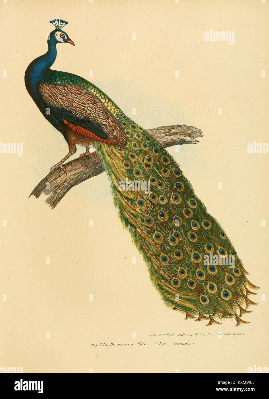 Illustrating various forms hi-res stock photography and images - Alamy