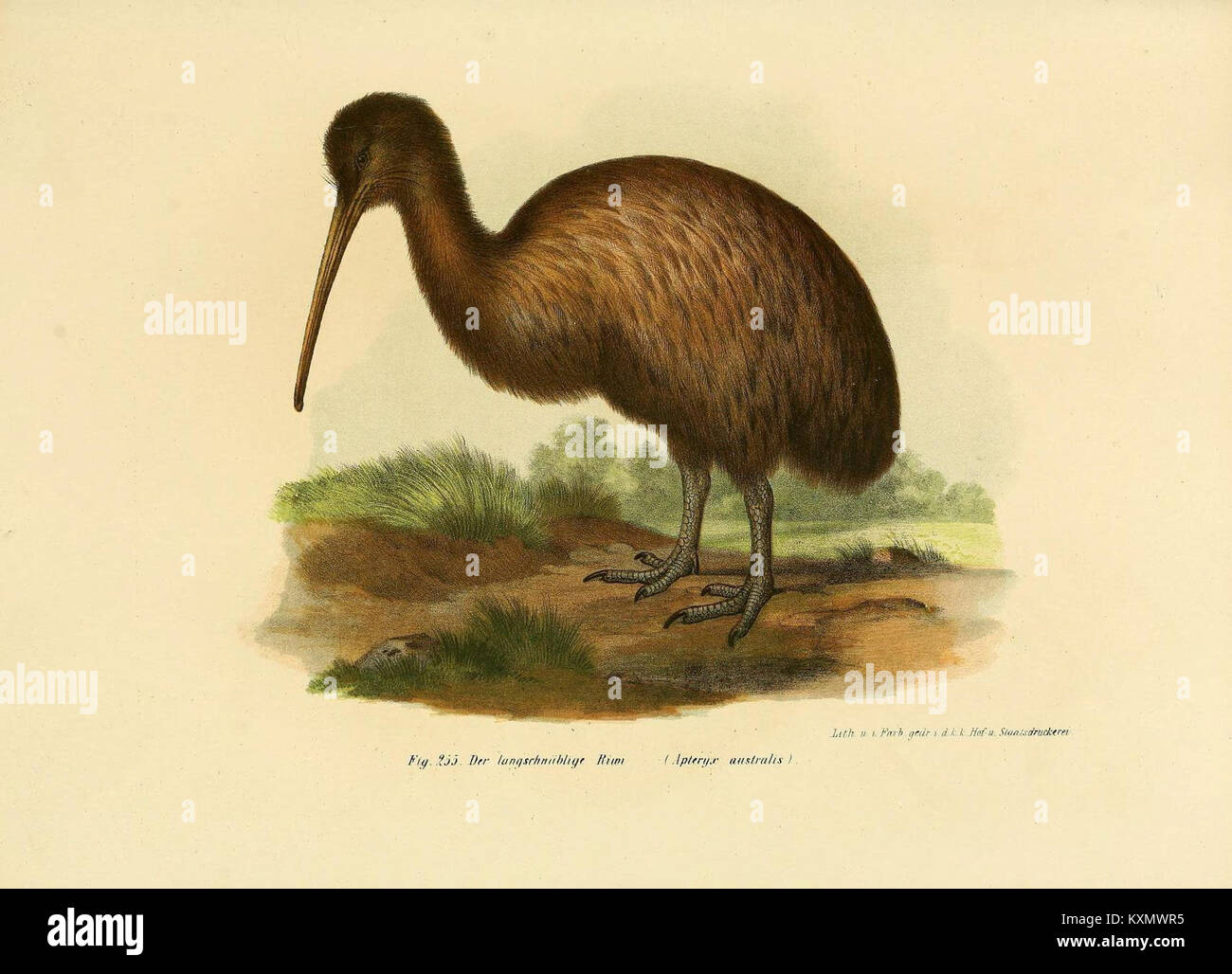 A 19th-century illustrated atlas depicts bird forms, anatomical details ...