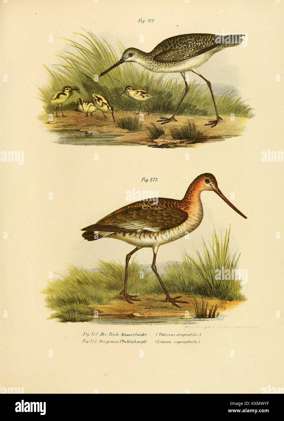 This atlas illustrates bird species in their main forms, providing ...